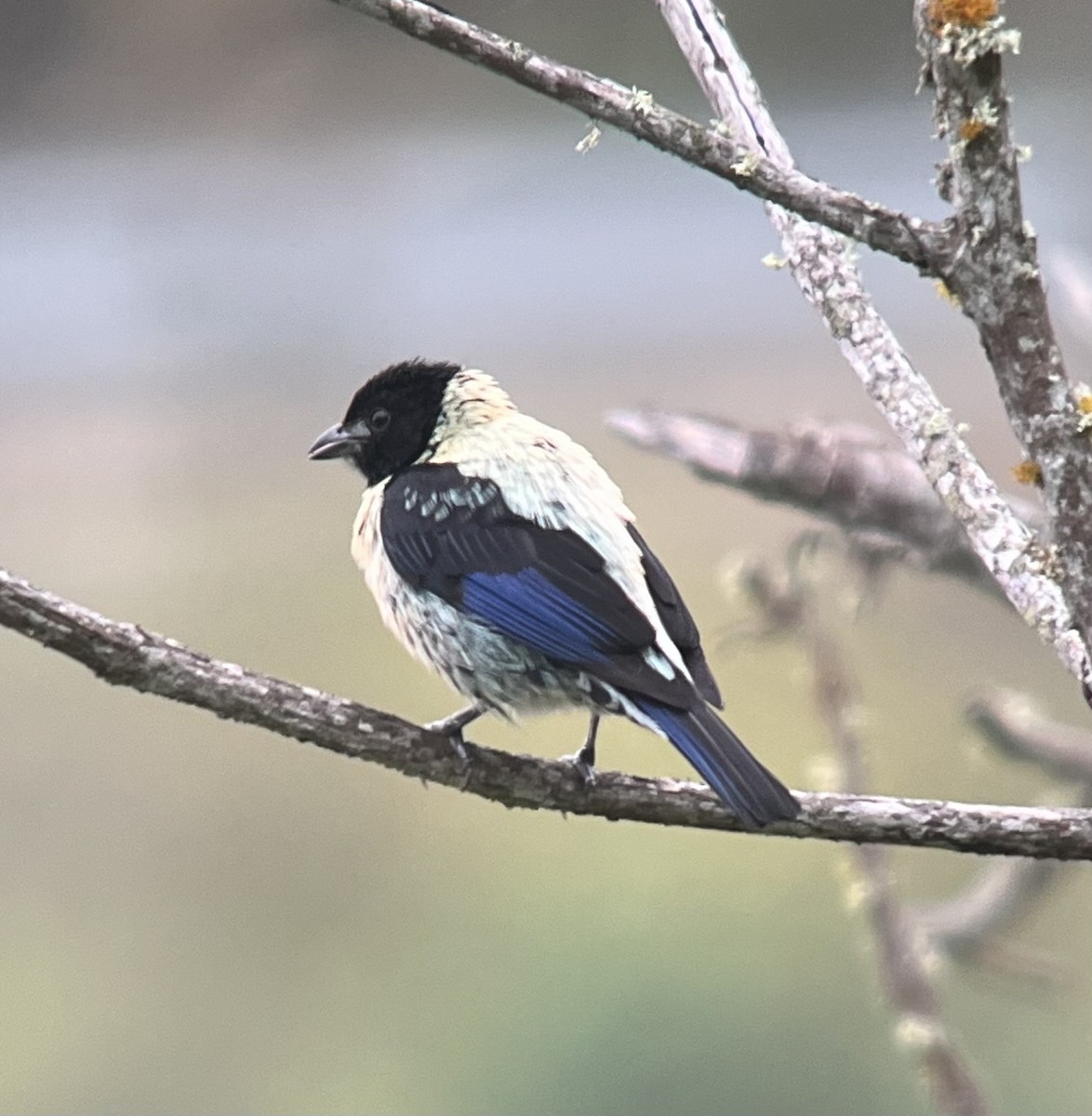 Black-headed Tanager - ML619546219