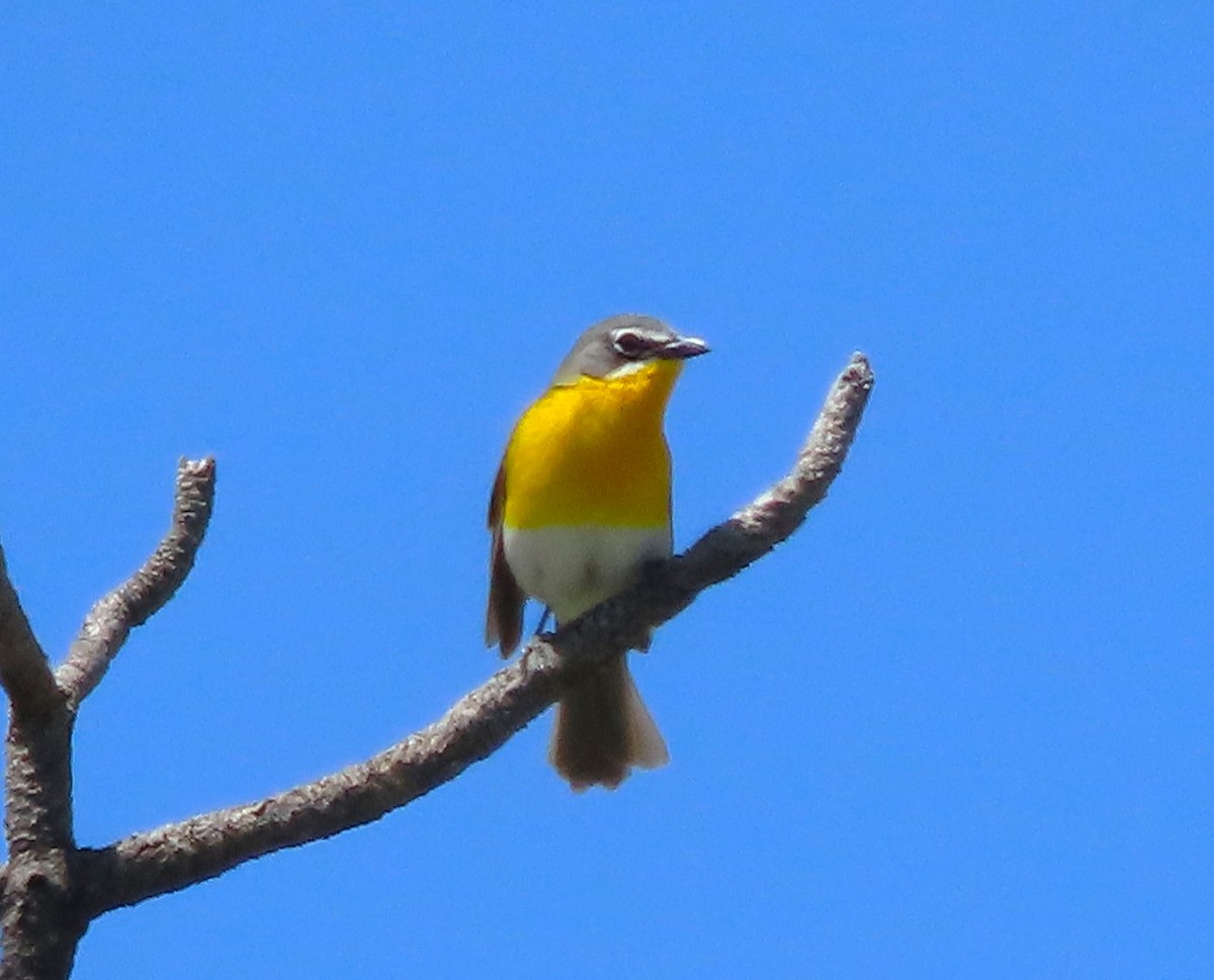 Yellow-breasted Chat - ML619546222