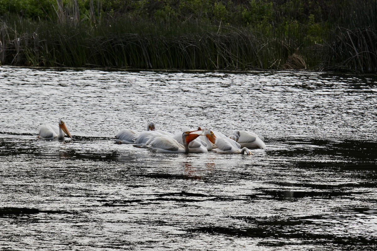 pelikán severoamerický - ML619546268