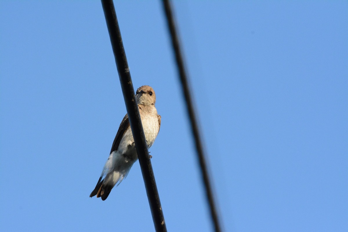 Northern Rough-winged Swallow - ML619546339