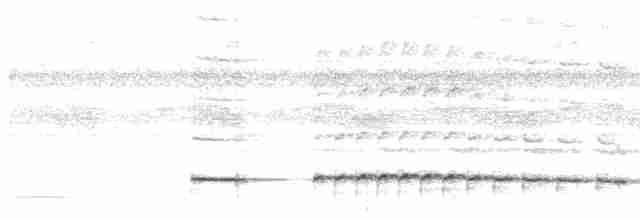 svartstrupemaurrikse (analis gr.) - ML619546356