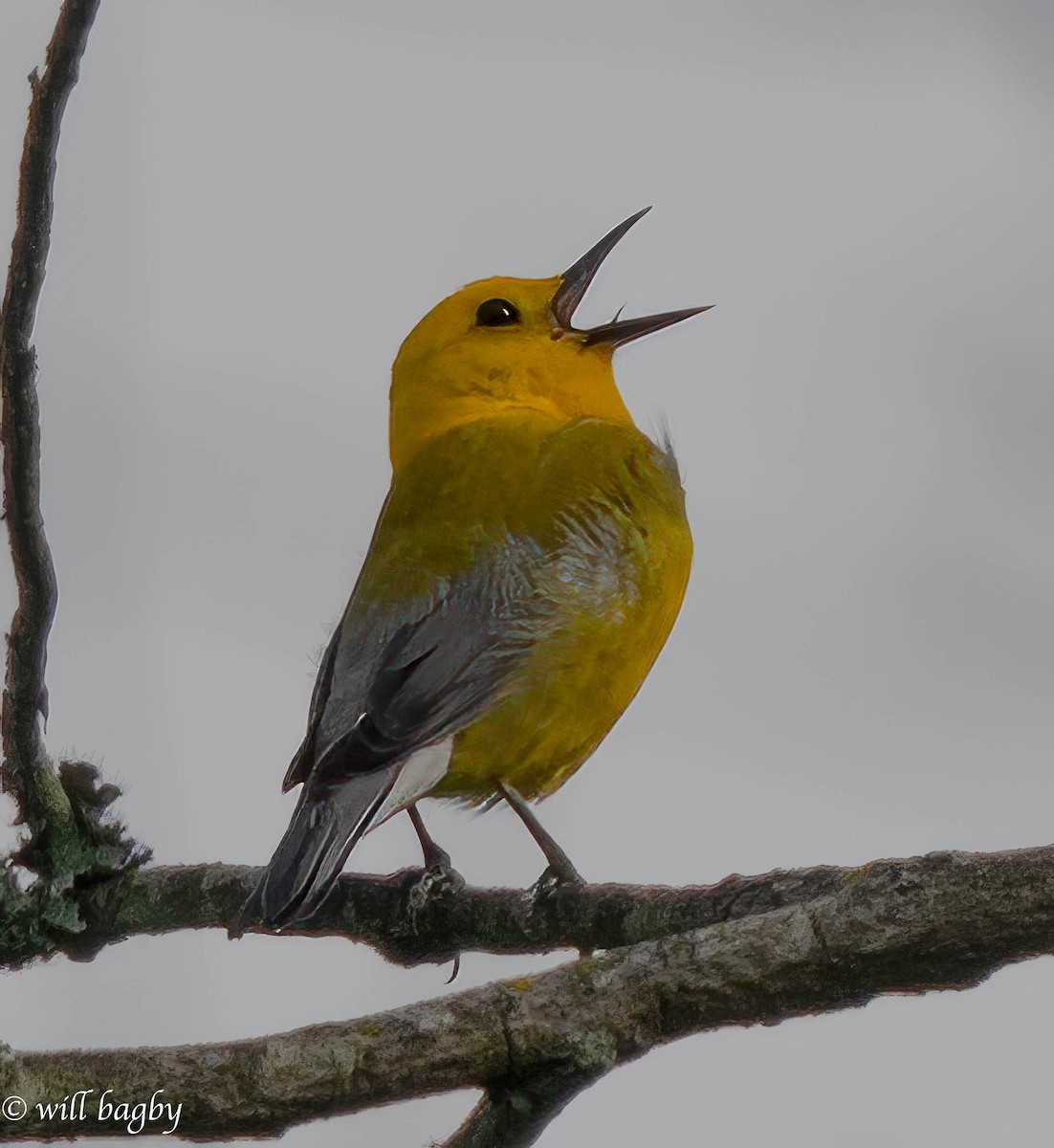 Prothonotary Warbler - ML619546363