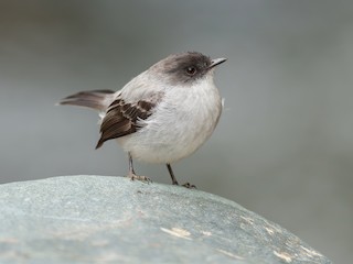  - Torrent Tyrannulet