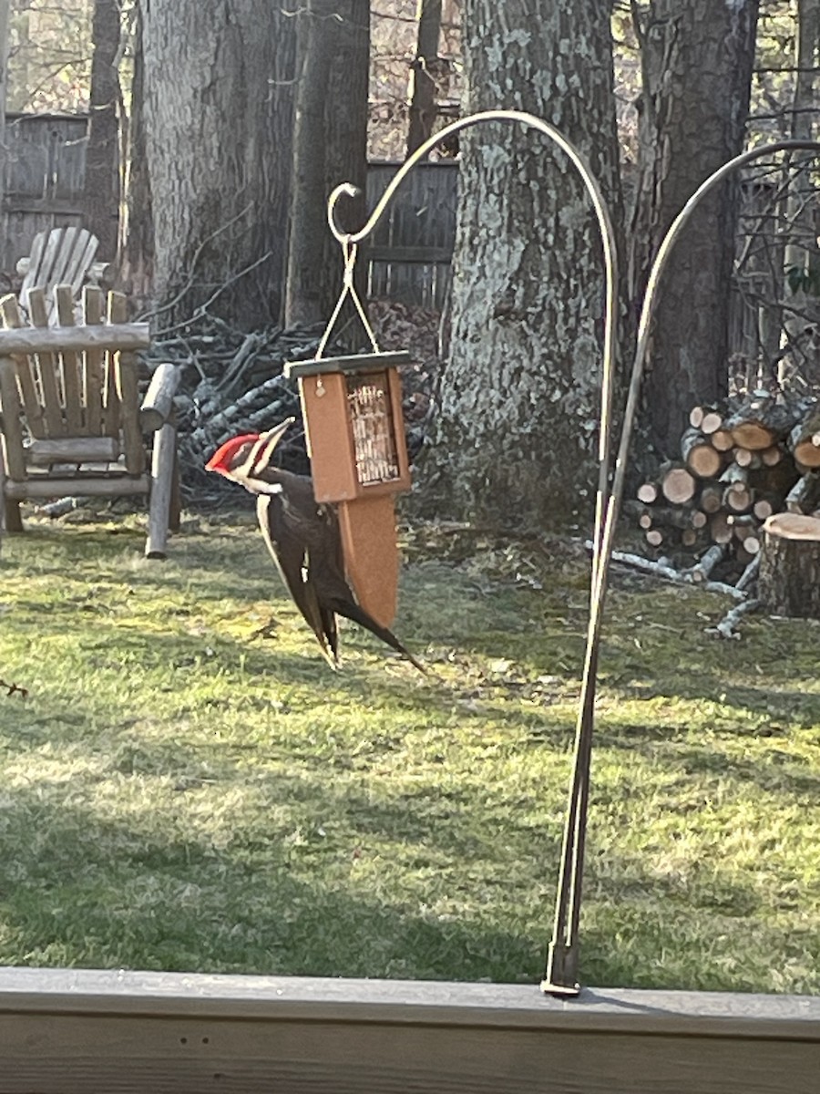 Pileated Woodpecker - ML619546390