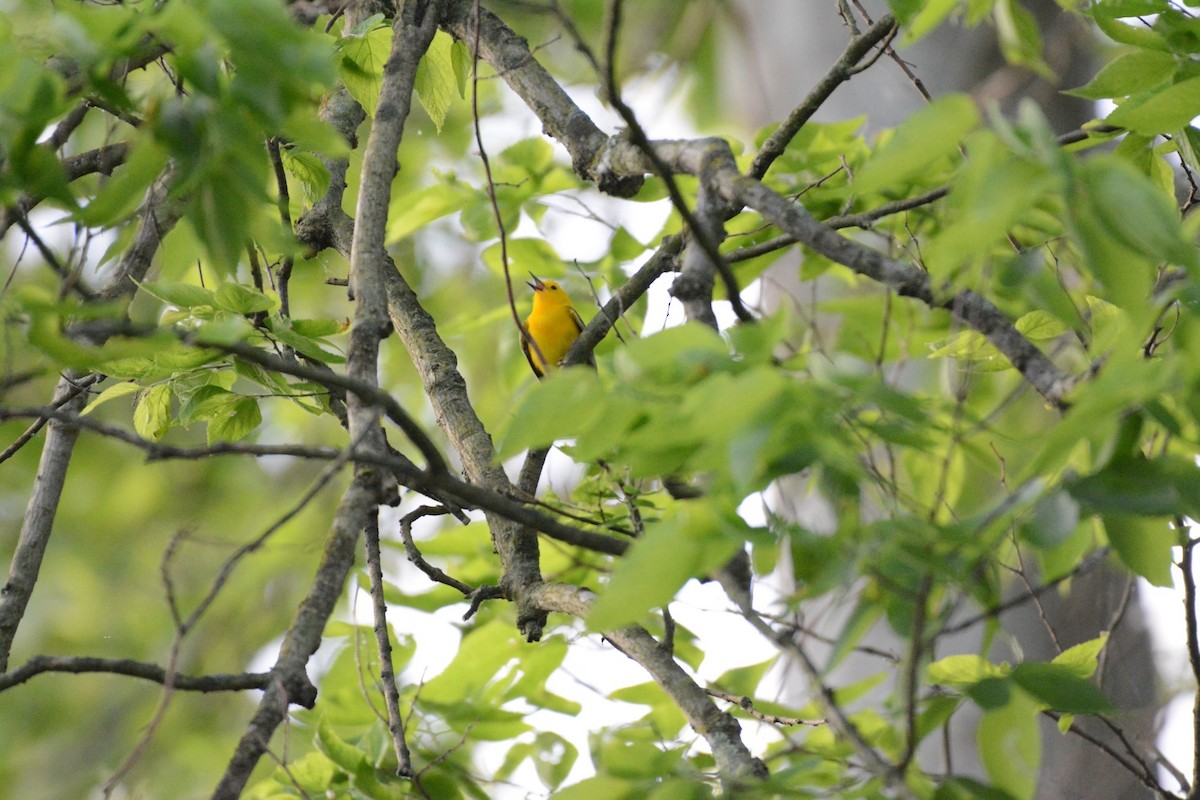 Prothonotary Warbler - ML619546425
