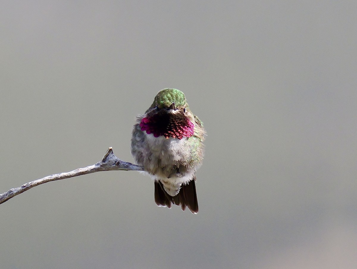 Broad-tailed Hummingbird - ML619546483