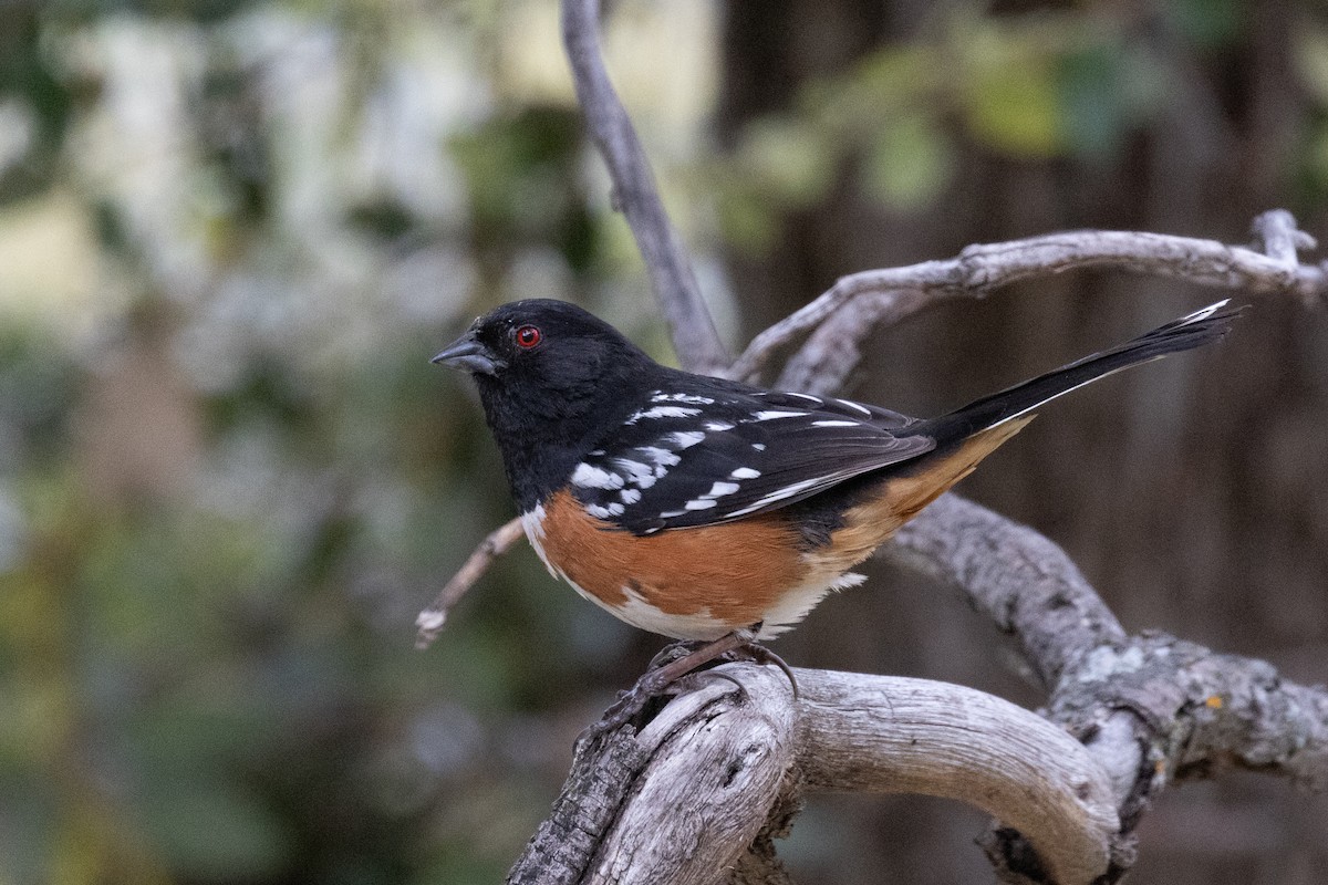 Spotted Towhee - ML619546493