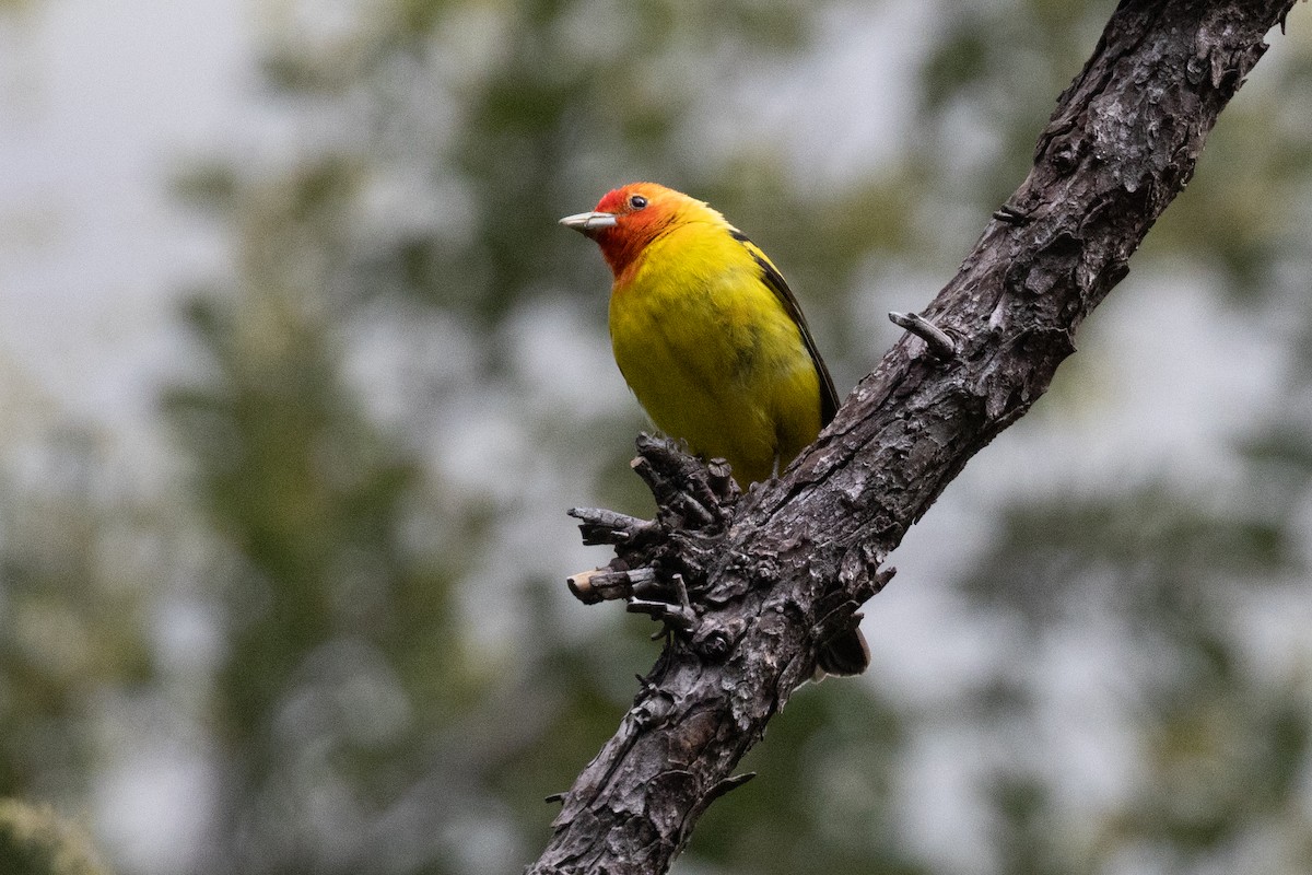 Western Tanager - ML619546560
