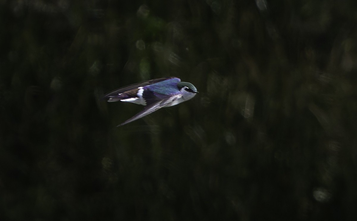 Violet-green Swallow - ML619546586