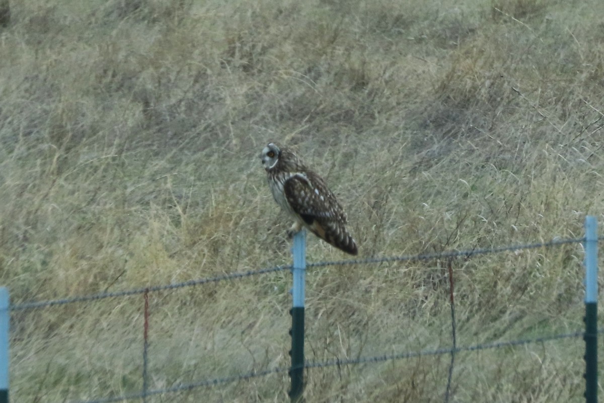 Short-eared Owl - ML619546654