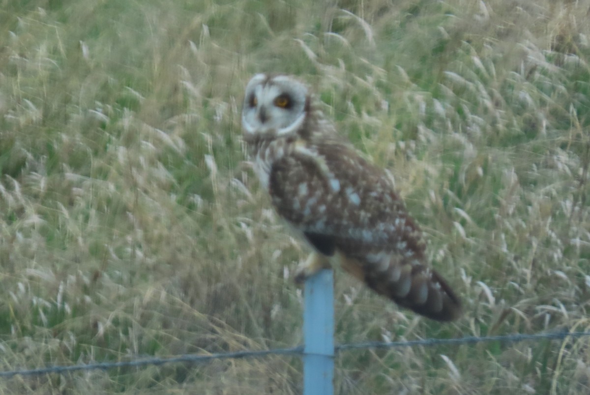 Short-eared Owl - ML619546655