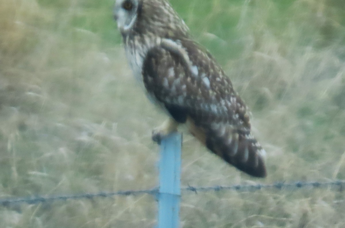 Short-eared Owl - ML619546657