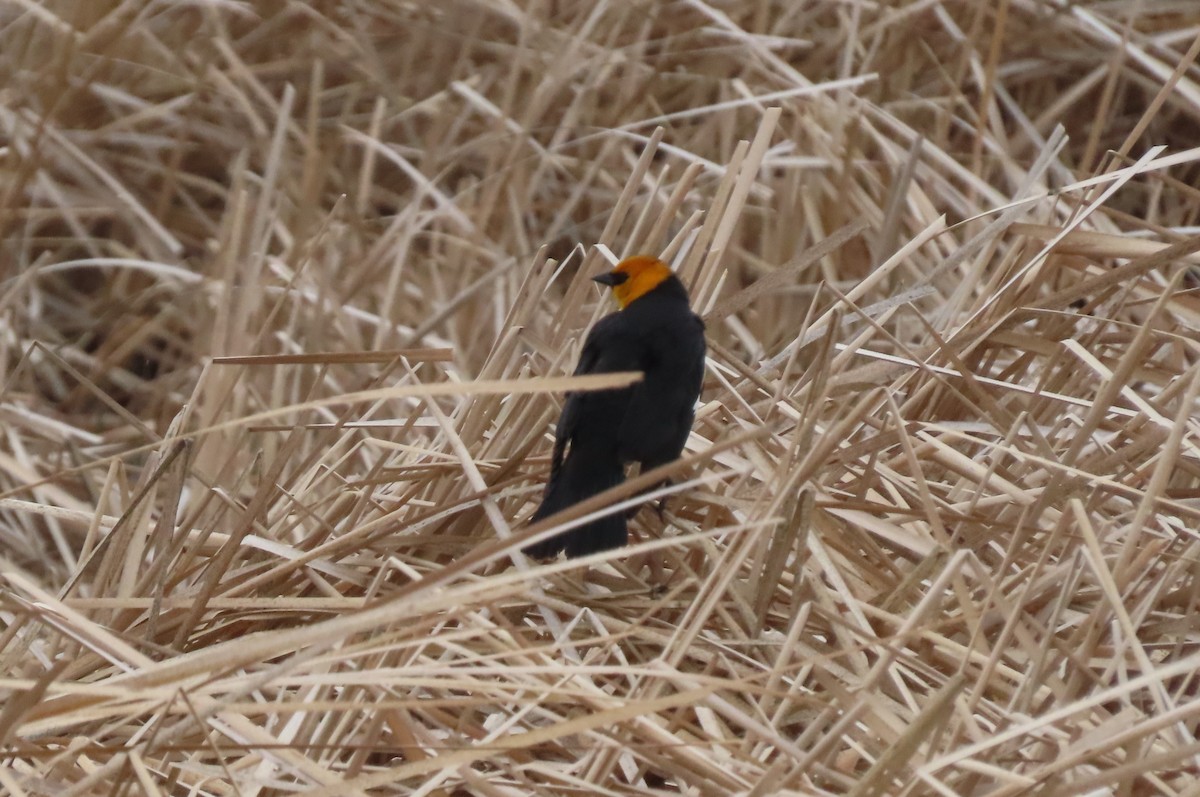 Yellow-headed Blackbird - ML619546726