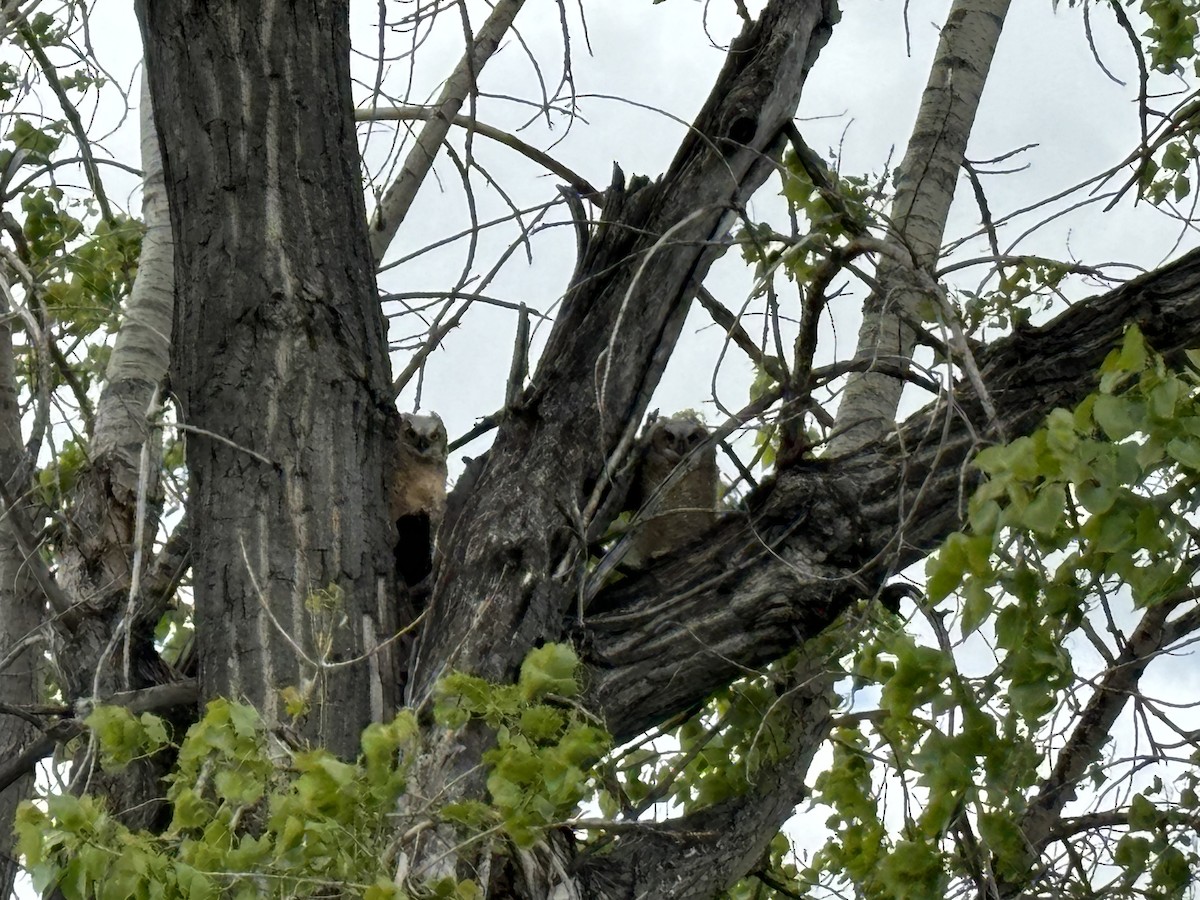 Great Horned Owl - ML619546741