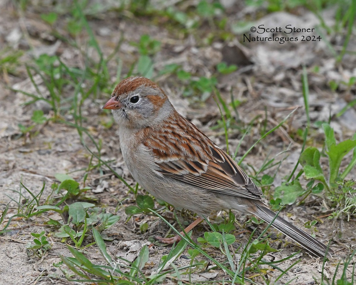 Field Sparrow - ML619546745