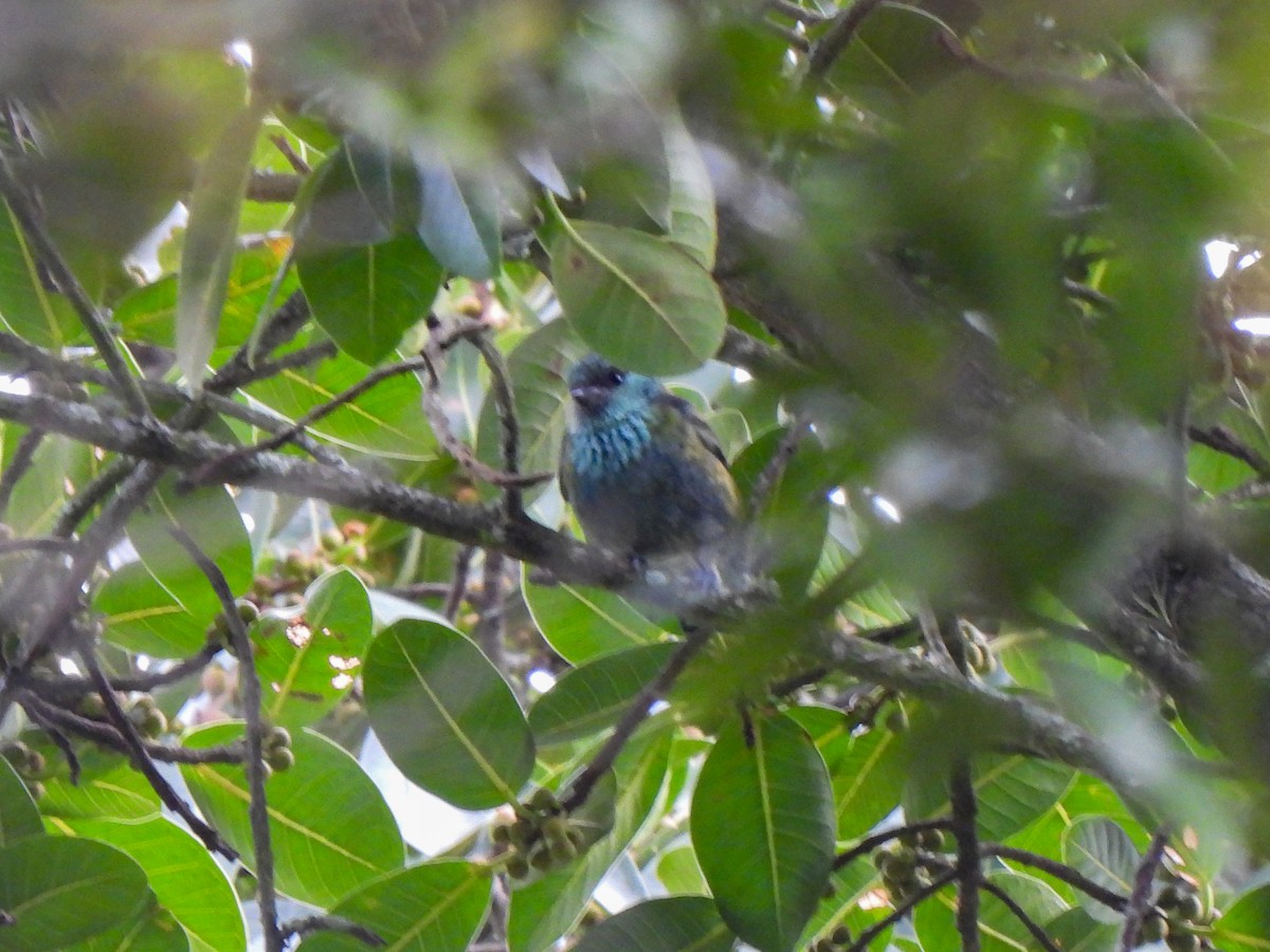 Black-capped Tanager - ML619546784