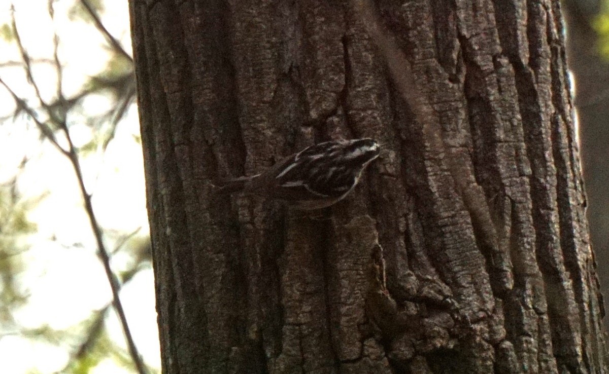 Black-and-white Warbler - ML619546788