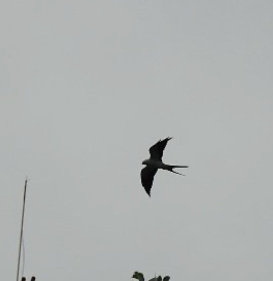 Swallow-tailed Kite - ML619546821