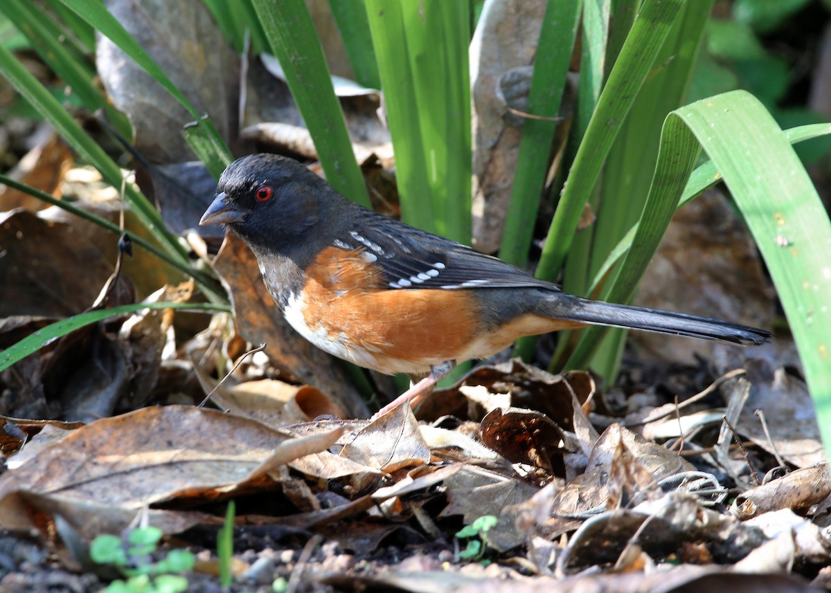 Spotted Towhee - ML619546846