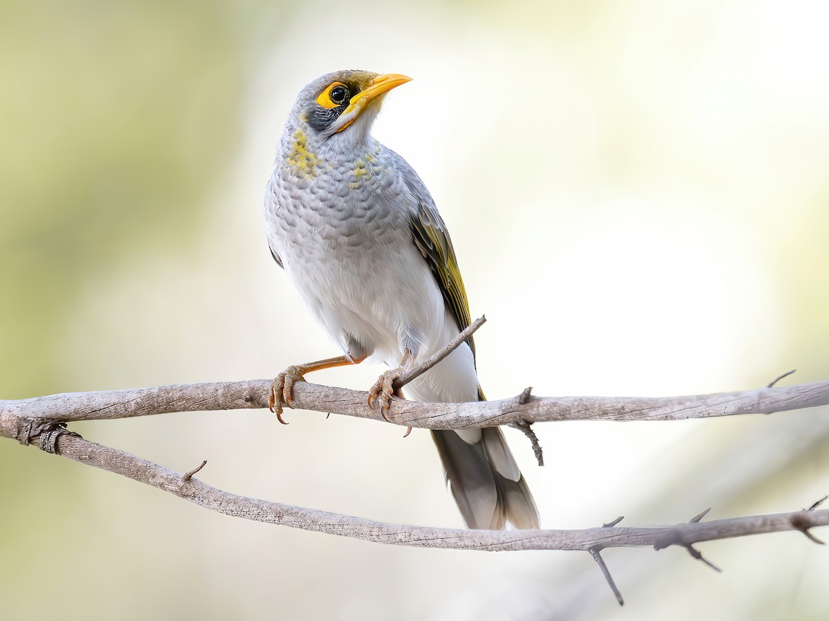 Yellow-throated Miner - Manorina flavigula - Birds of the World