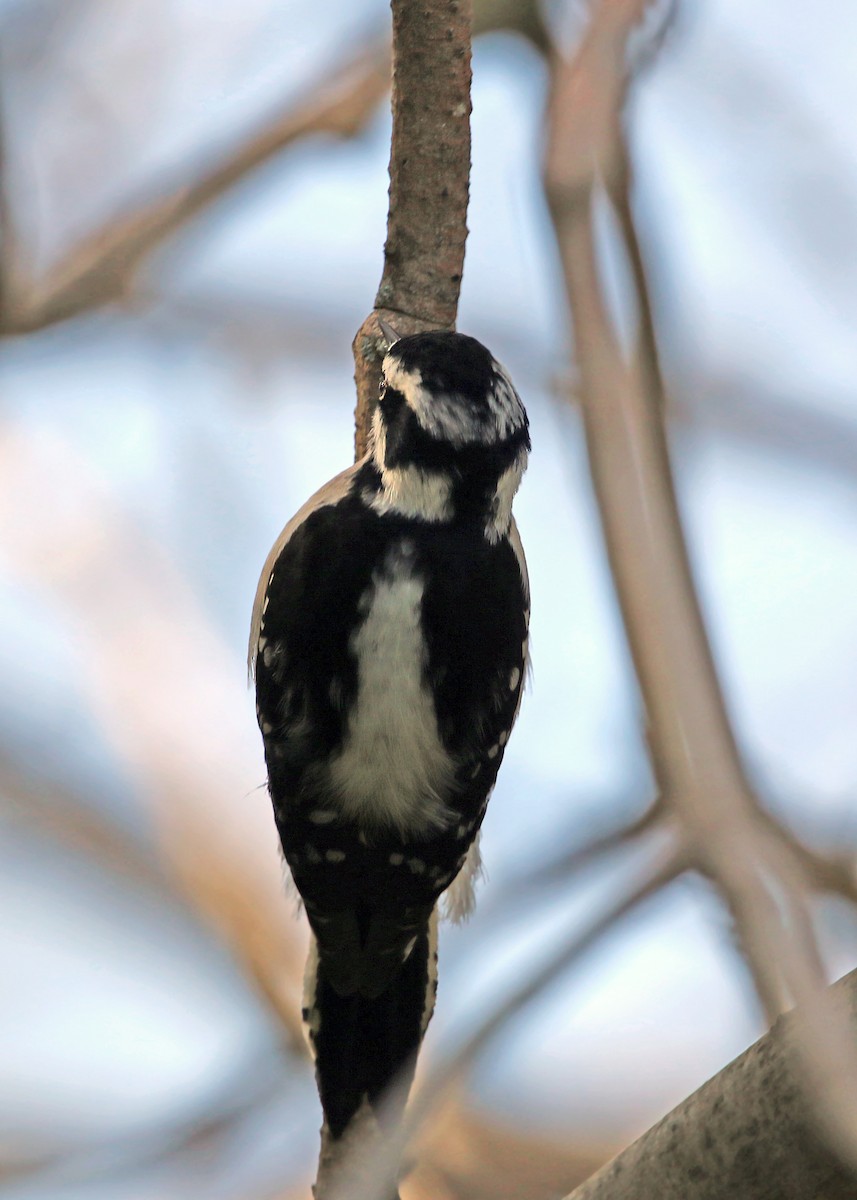 Downy Woodpecker - ML619546955