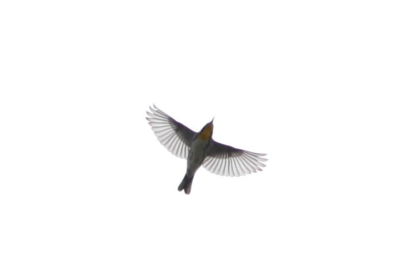 Yellow-throated Warbler - ML619546992