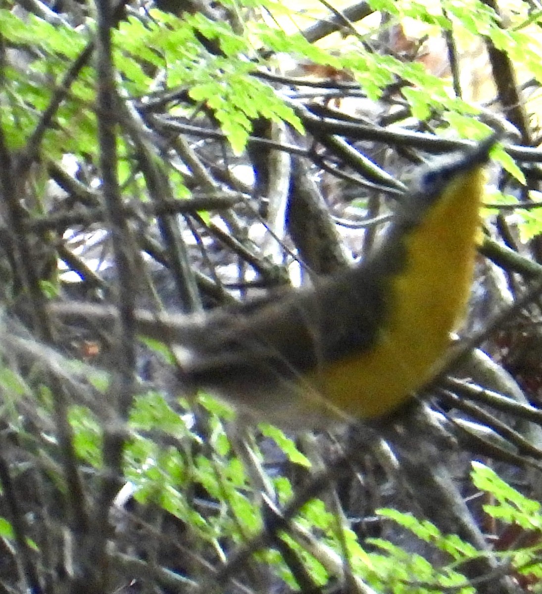 Yellow-breasted Chat - ML619547024