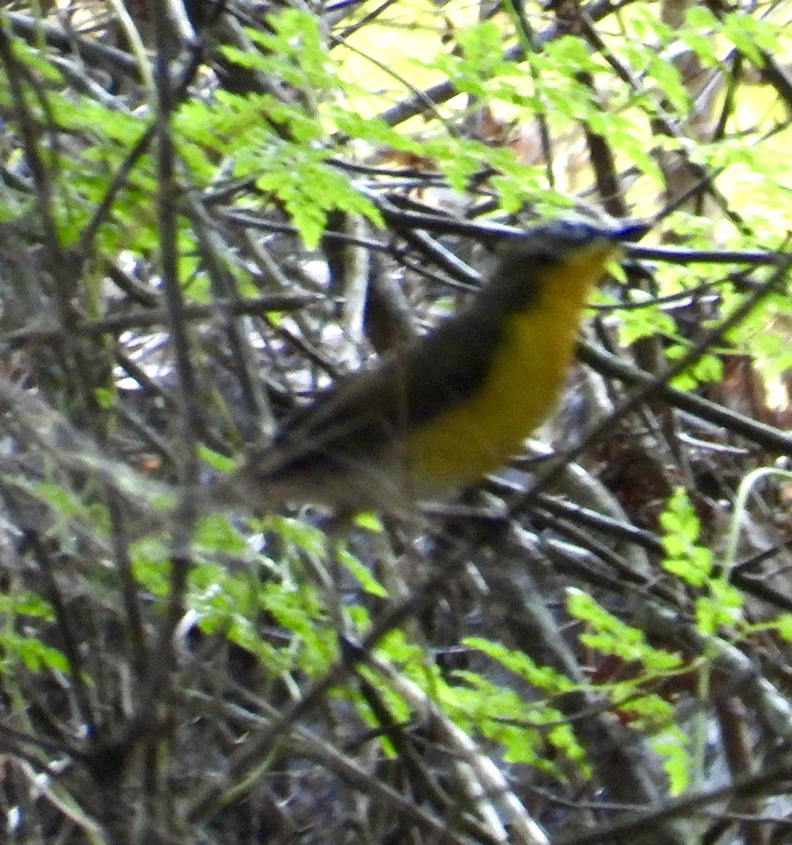 Yellow-breasted Chat - ML619547025