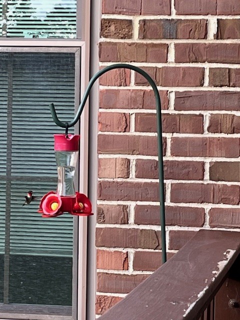 Рубиновогорлый колибри - ML619547040
