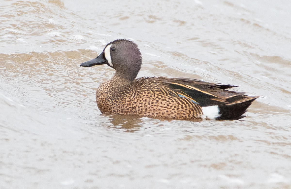 Blue-winged Teal - ML619547044