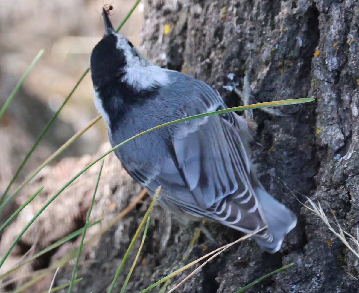 White-breasted Nuthatch - ML619547058