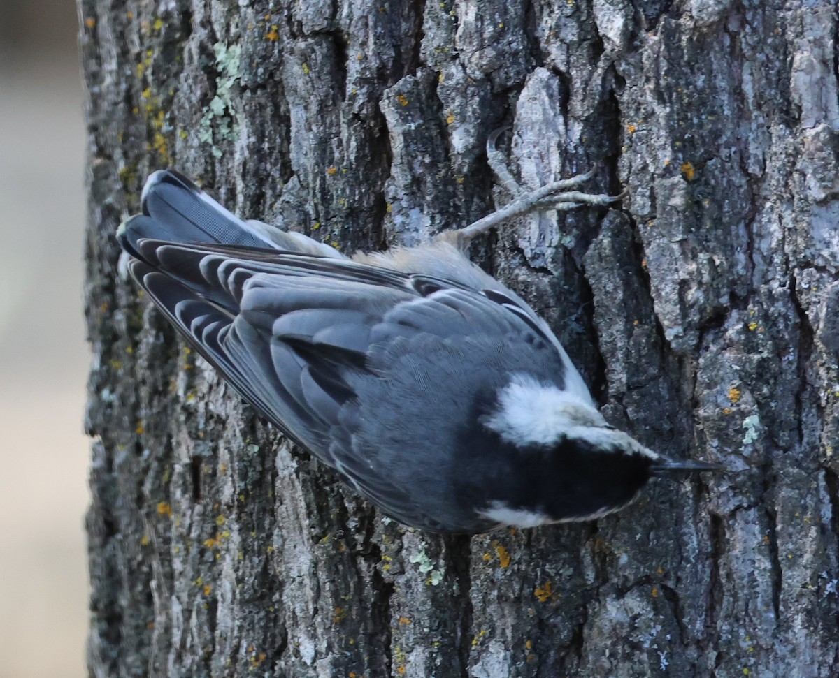 White-breasted Nuthatch - ML619547060