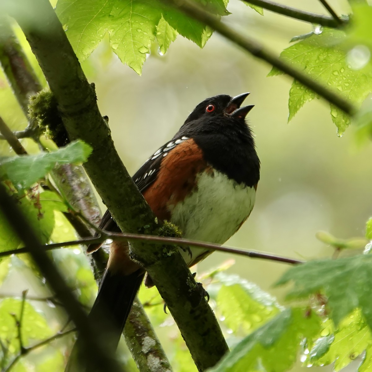 Spotted Towhee - ML619547061