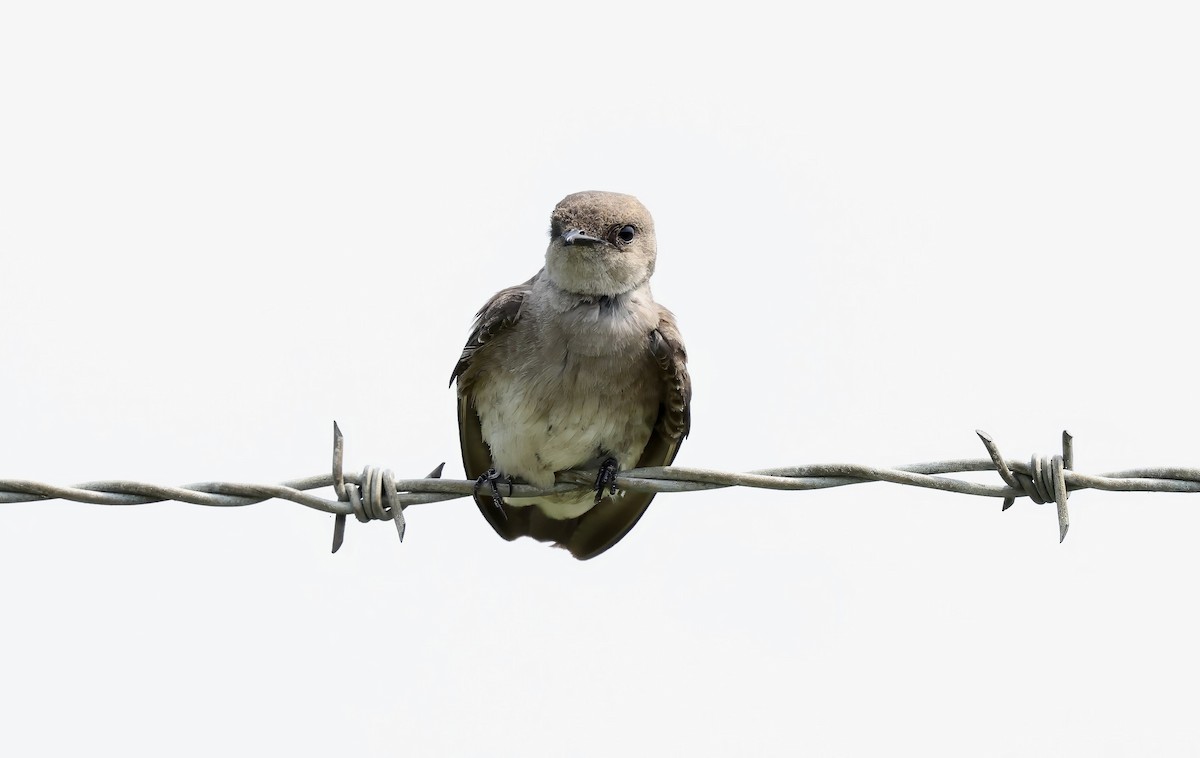 Northern Rough-winged Swallow - ML619547074
