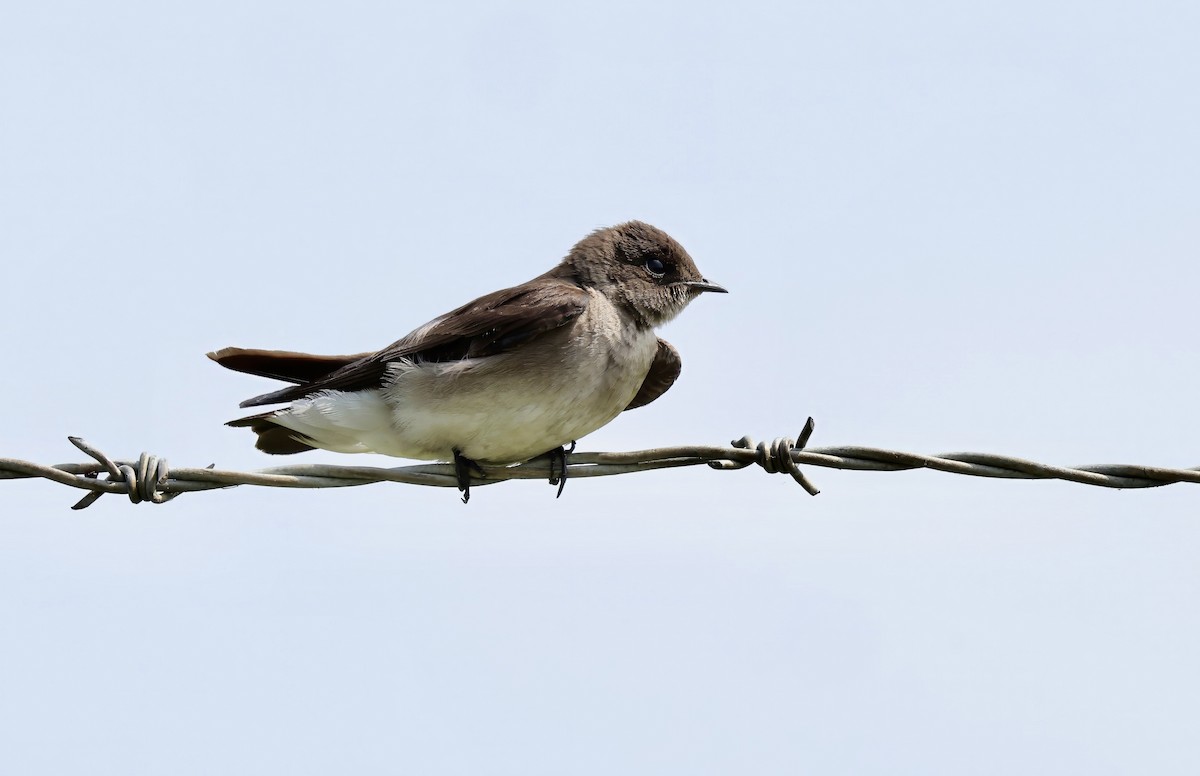 Northern Rough-winged Swallow - ML619547078