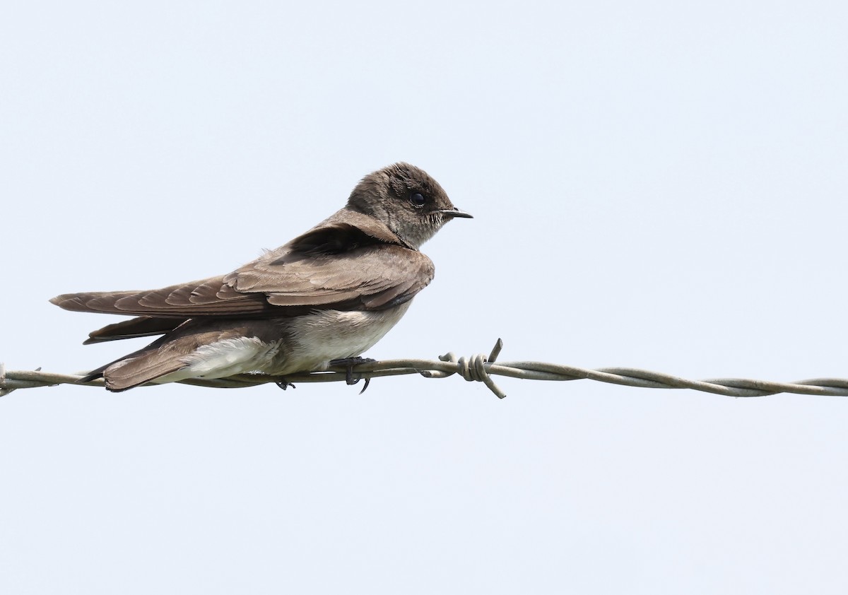 Northern Rough-winged Swallow - ML619547079