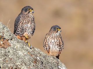  - New Zealand Falcon