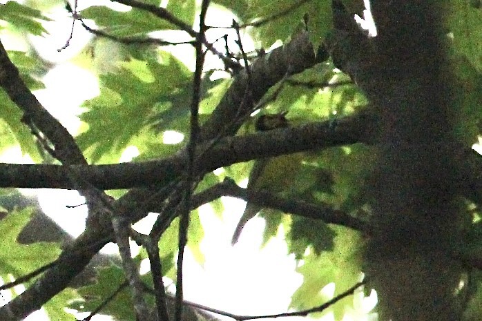 Hooded Warbler - ML619547104