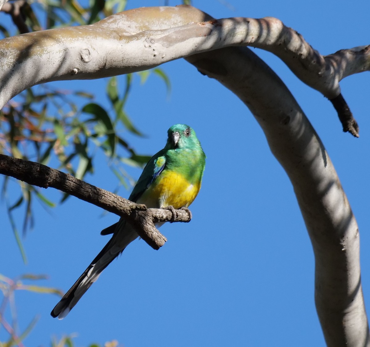 Red-rumped Parrot - ML619547128