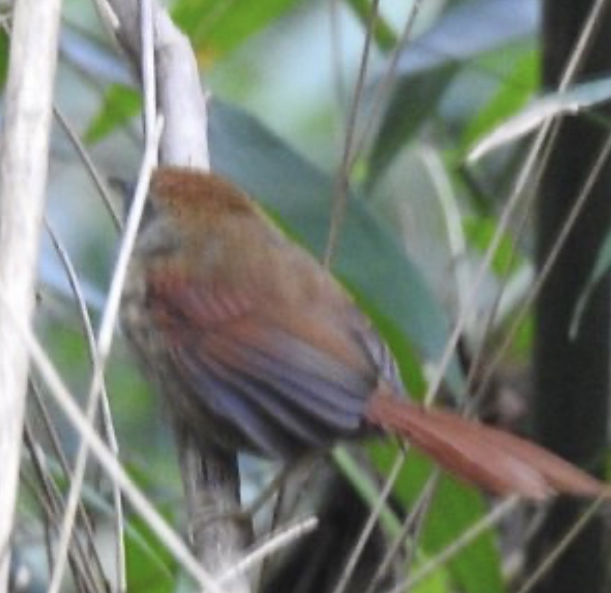 Rufous-capped Spinetail - ML619547131