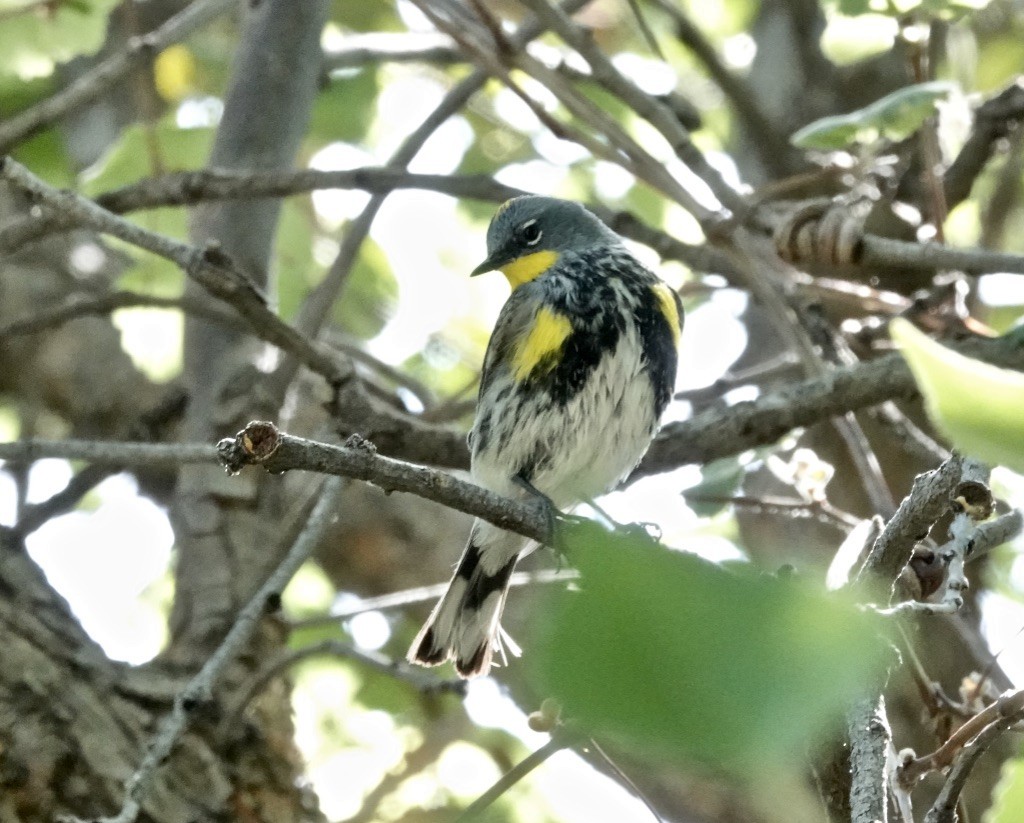 Yellow-rumped Warbler (Audubon's) - ML619547169