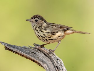  - Speckled Warbler