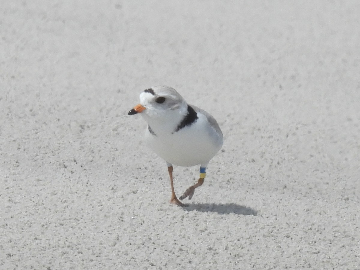 Piping Plover - ML619547205