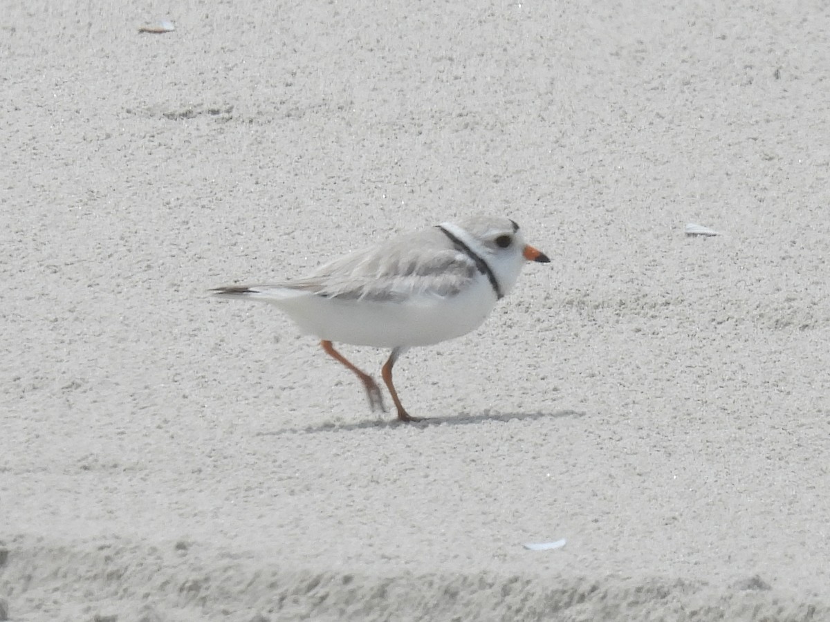 Piping Plover - ML619547206