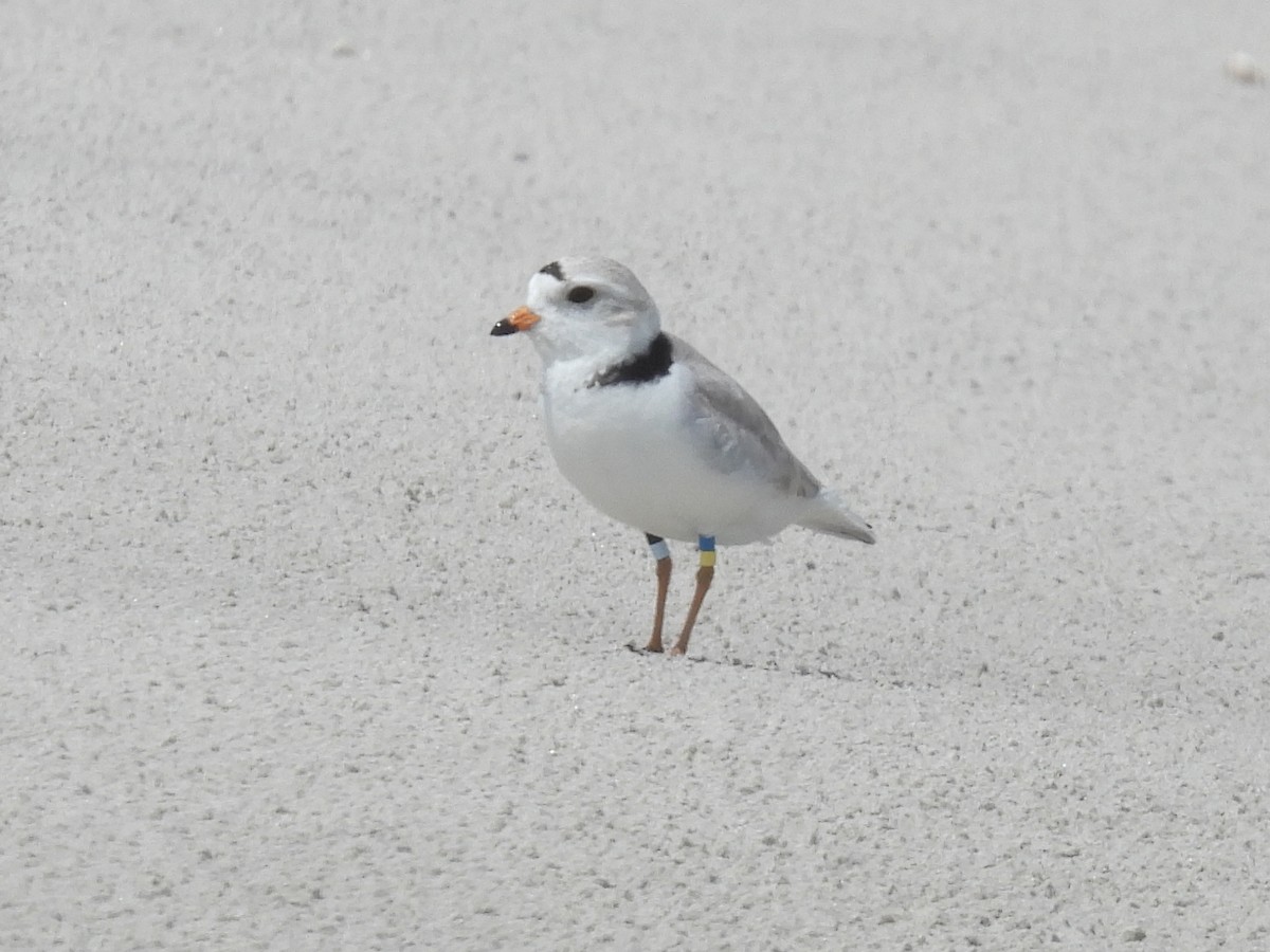 Piping Plover - ML619547207