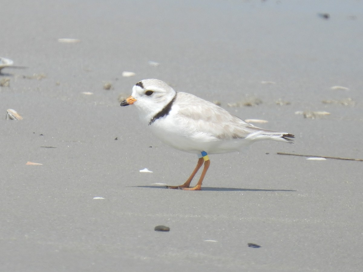 Piping Plover - ML619547208