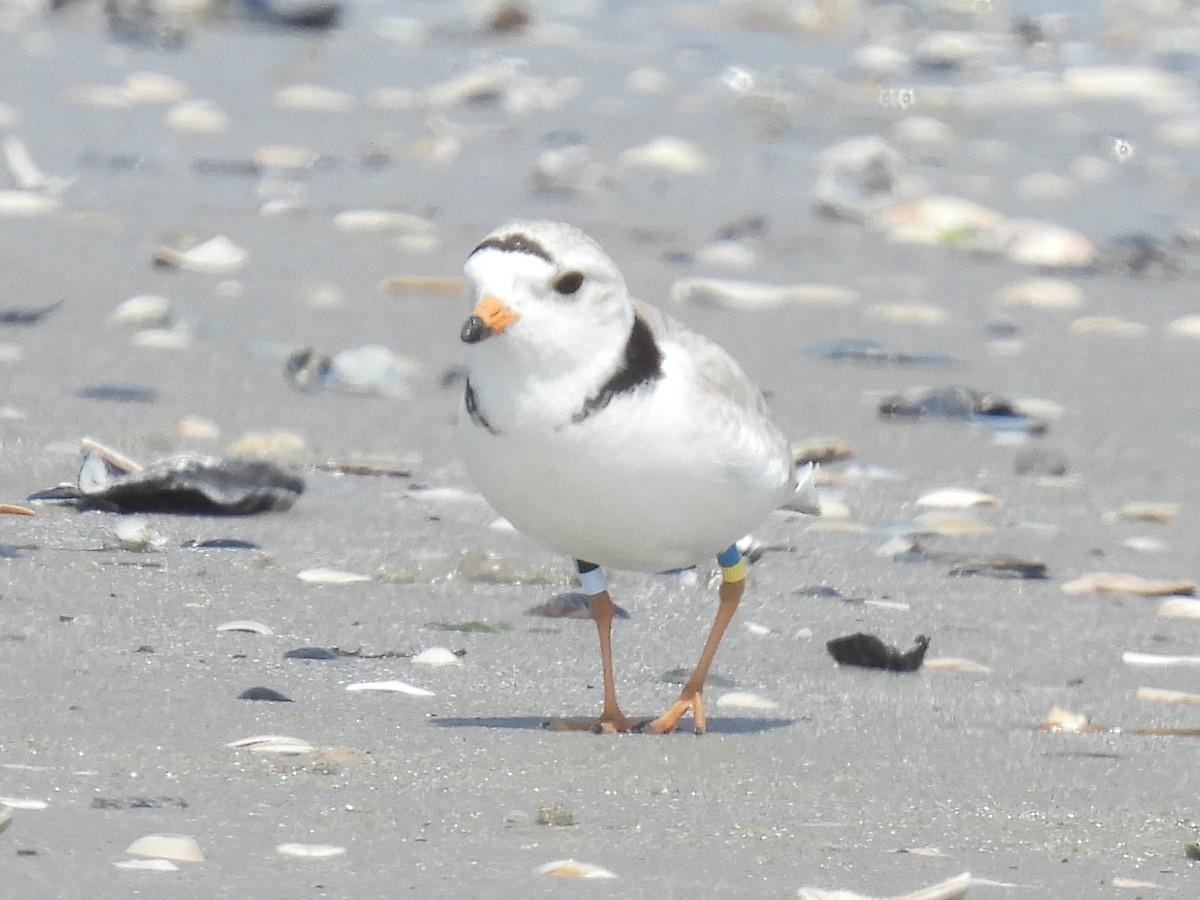 Piping Plover - ML619547209