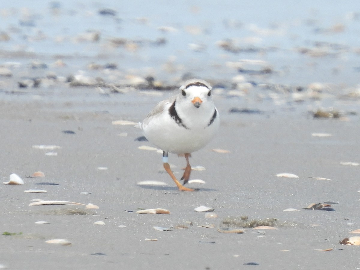 Piping Plover - ML619547210