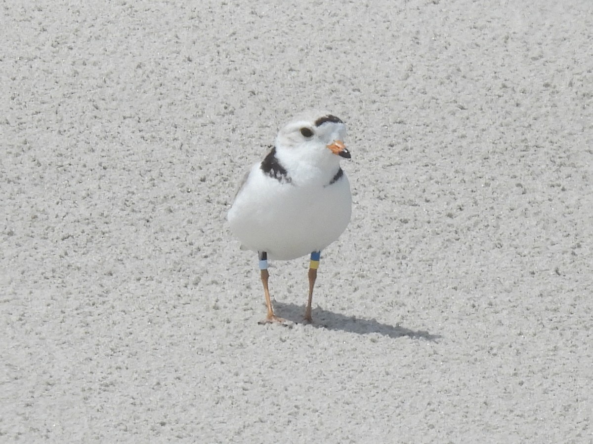 Piping Plover - ML619547211