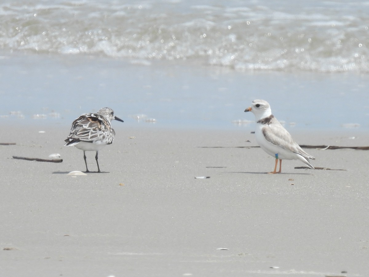 Piping Plover - ML619547213